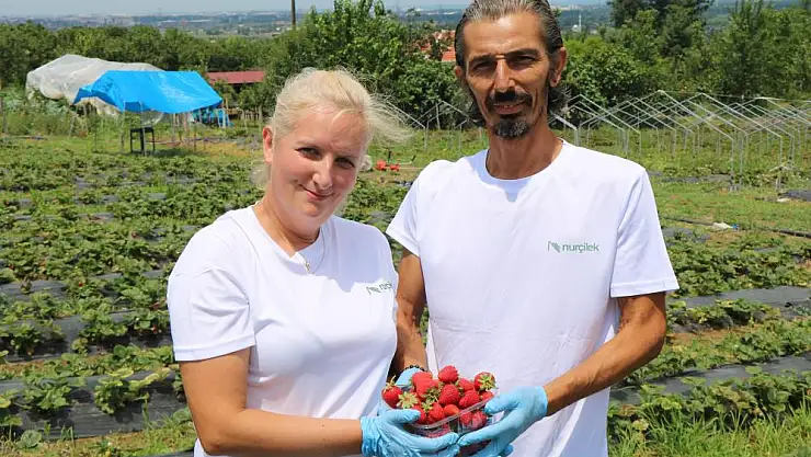 45 m2 alanda başladıkları çilek üretimini 20 bin m2'ye çıkardılar