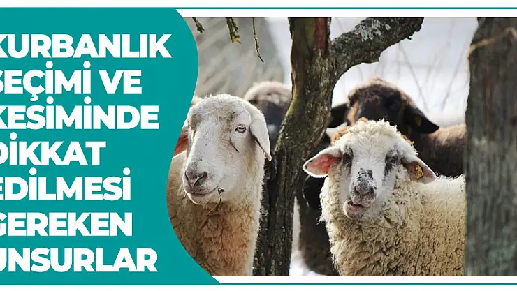 Kurbanlık seçimi ve kesiminde dikkat edilmesi gereken unsurlar