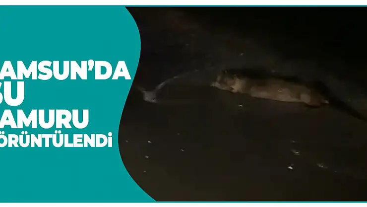 Samsun'da su samuru görüntülendi