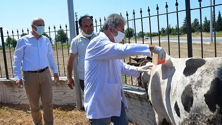 Kene ile mücadele kapsamında büyükbaş hayvanlar için kene ilacı dağıtıldı