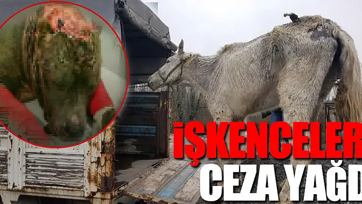 Hayvanlara işkence yapanlara ceza yağdı