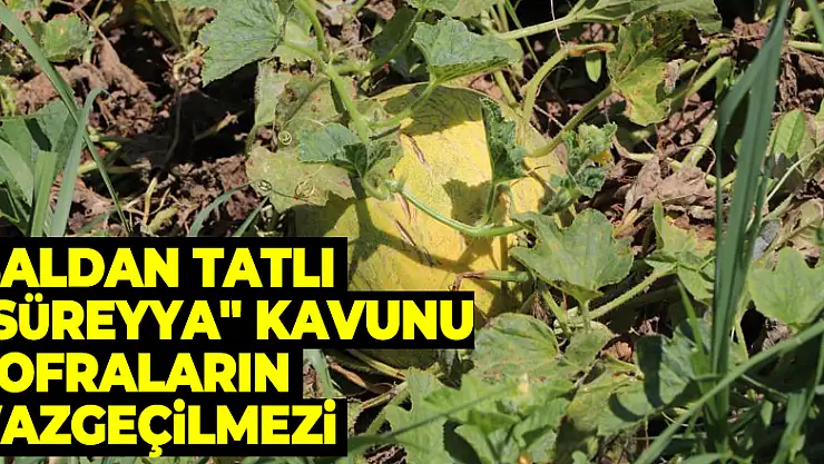 Baldan tatlı 'Süreyya' kavunu sofraların vazgeçilmezi