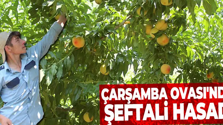 Çarşamba Ovası'nda şeftali hasadı