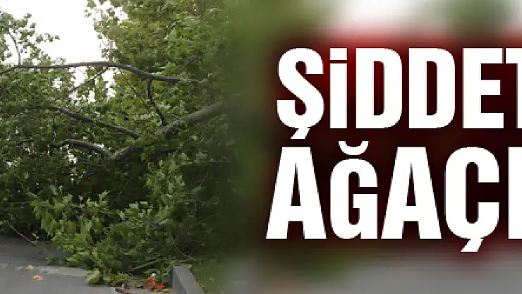 Samsun'da şiddetli fırtına ağaçları yıktı