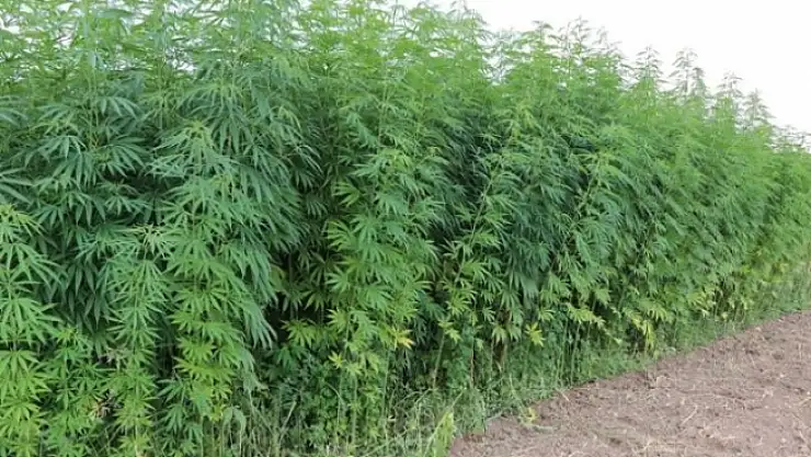 Ormanlık alanda kenevir bitkisi yetiştiren 4 kişi yakalandı