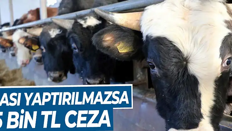 Hayvanlarına 'şap aşısı' yaptırmayanlara 15 bin TL ceza