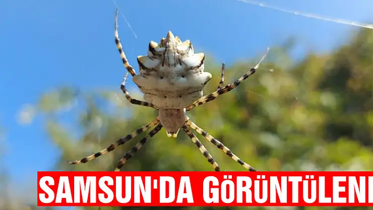 Samsun'da 'argiope lobata' örümceği görüntülendi