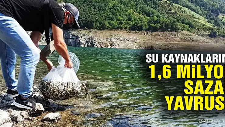 Samsun'da su kaynaklarına 1,6 milyon sazan yavrusu