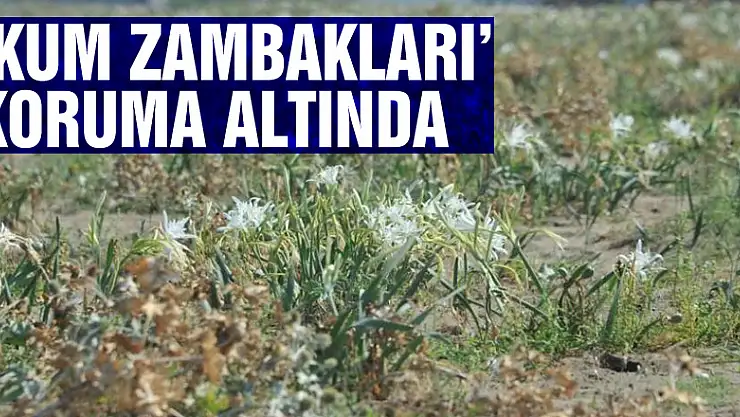'Kum zambakları' koruma altında