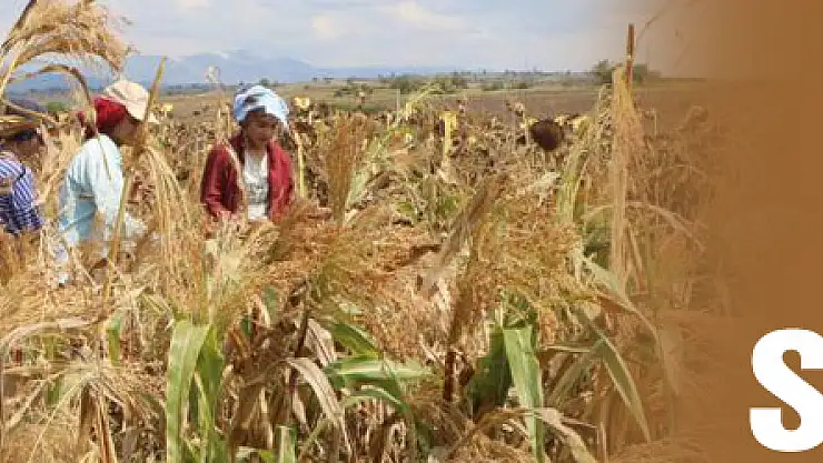 Samsun Türkiye'yi süpürüyor