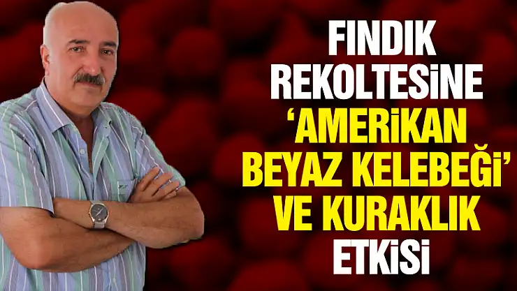 Samsun'un fındık rekoltesine 'Amerikan beyaz kelebeği' ve kuraklık etkisi
