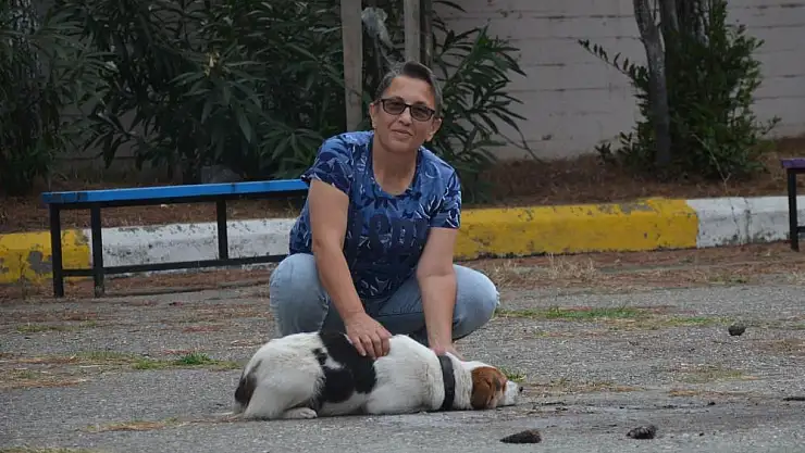 Okul müdür yardımcısı sokak hayvanları için plastik atık topluyor   