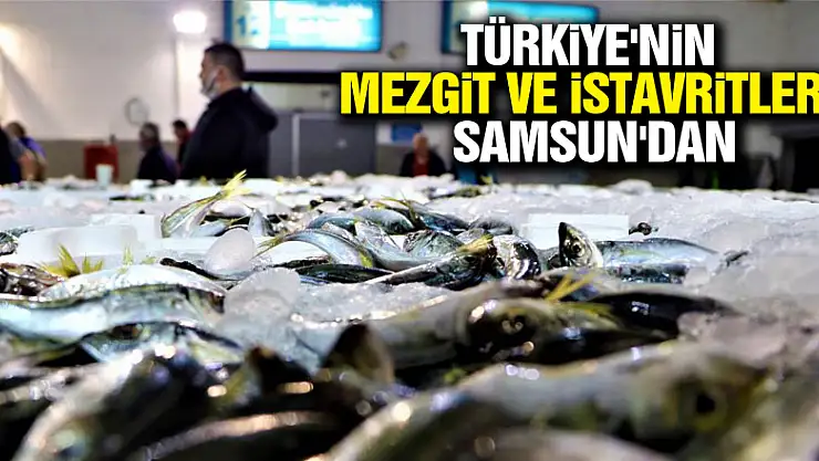 Türkiye'nin mezgit ve istavritleri Samsun'dan