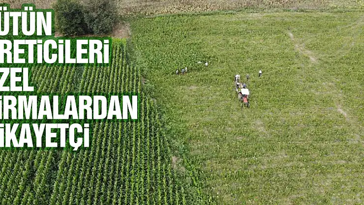 Tütün üreticileri 30 TL'den tütün alan özel firmalardan şikayetçi