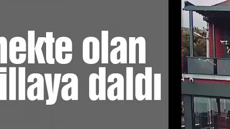 Nesli tükenmekte olan kuş sürüsü villaya daldı