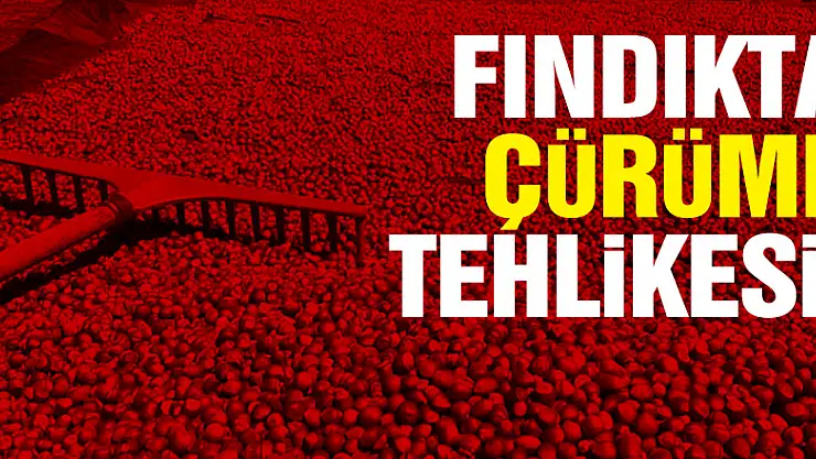 Fındıkta çürüme tehlikesi!