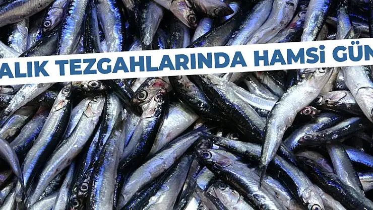 Balık tezgahlarında hamsi günü