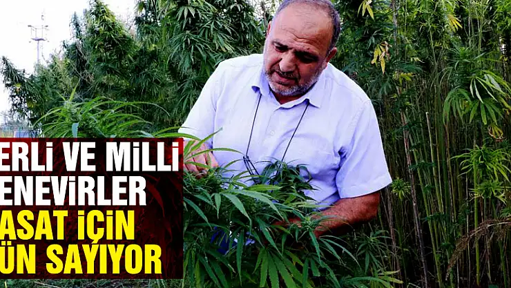 Yerli ve milli kenevirler hasat için gün sayıyor: Boyu 4,5 metreye ulaştı