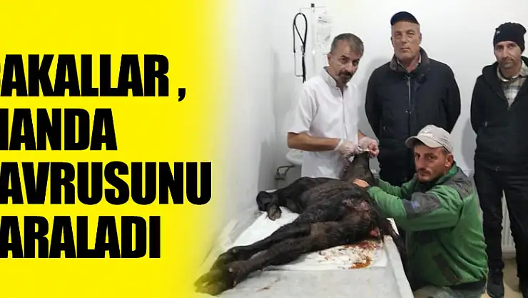 Çakallar manda yavrusunu yaraladı