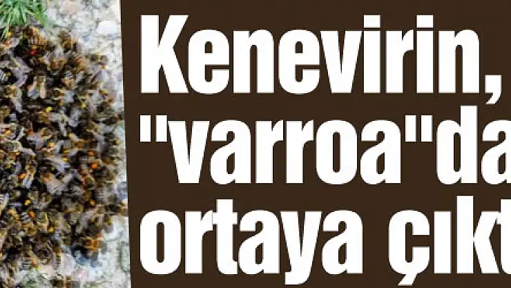 Kenevirin, arı katili 'varroa'dan koruduğu ortaya çıktı