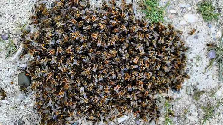 Kenevirin, arı katili 'varroa'dan koruduğu ortaya çıktı 
