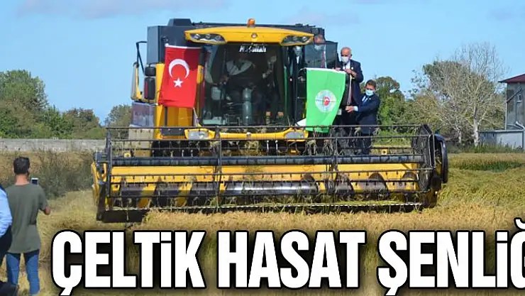 Bafra Ovası'nda Çeltik Hasat Şenliği