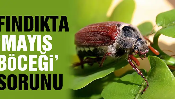Fındıkta 'mayıs böceği' sorunu
