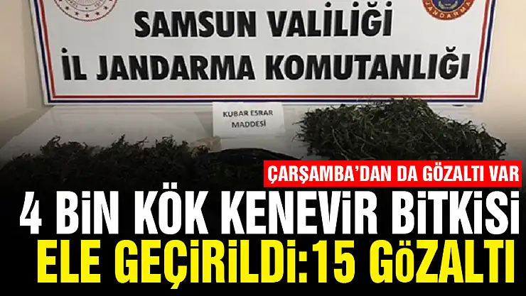 Samsun'da 5,1 kilo kubar esrar ve 4 bin kök kenevir bitkisi ele geçirildi: 15 gözaltı