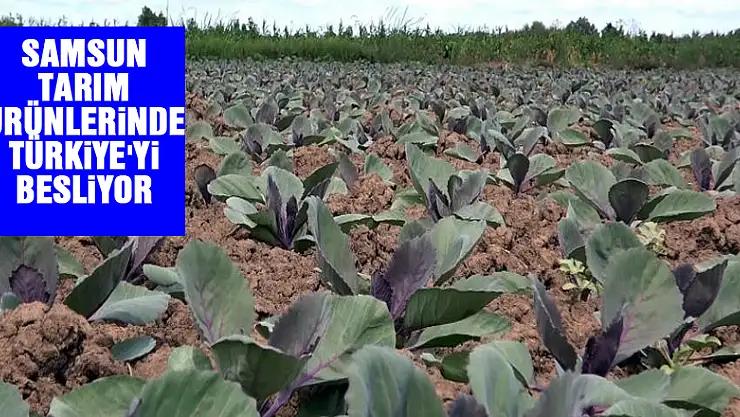 Samsun tarım ürünlerinde Türkiye'yi besliyor