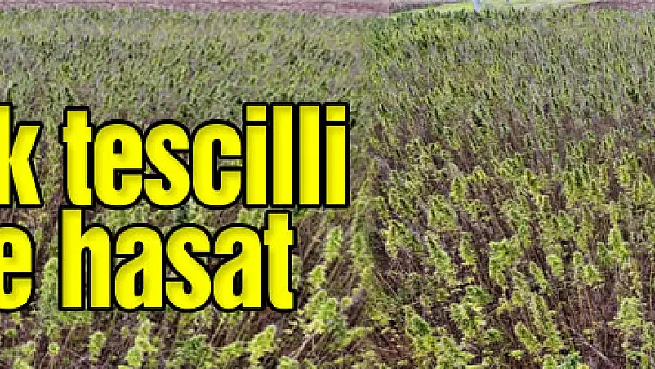 Türkiye'nin ilk tescilli kenevirinde hasat