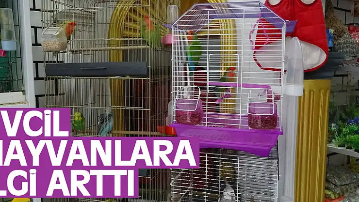 EVCİL HAYVANLARA İLGİ ARTTI