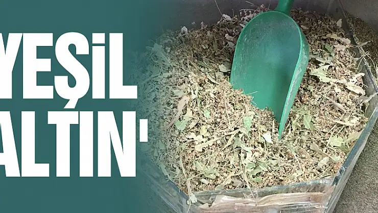 Ihlamur 'yeşil altın' olma yolunda ilerliyor