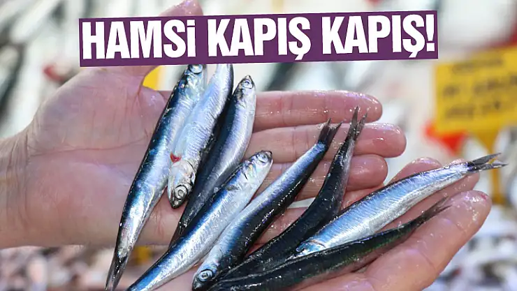 Hamsi kapış kapış!