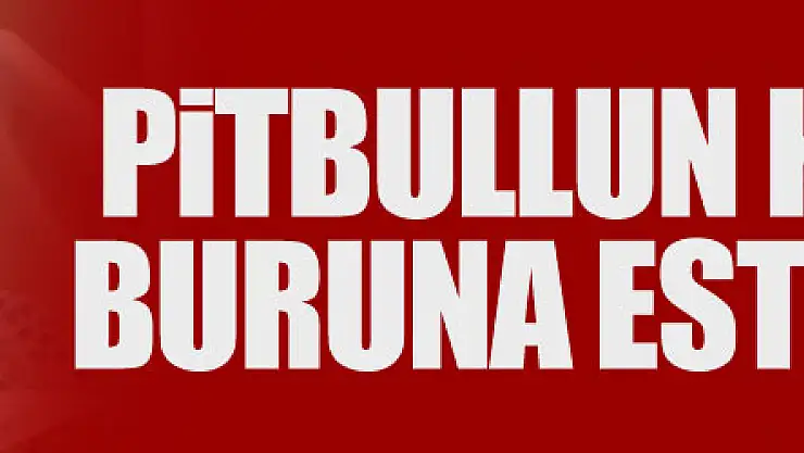 Pitbullun kopardığı buruna estetik yama