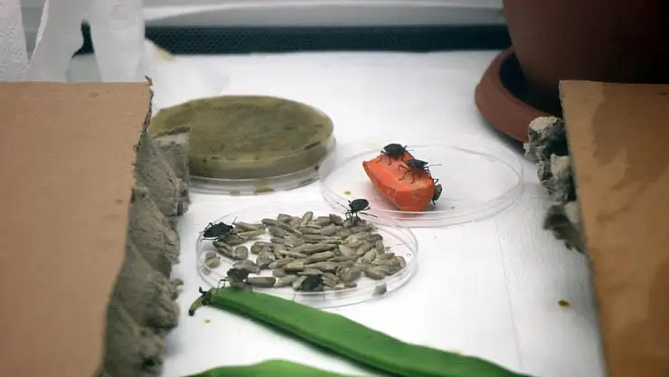 Tarım düşmanı 'kahverengi kokarcalar' ile 'samuray arıcığı' savaşacak