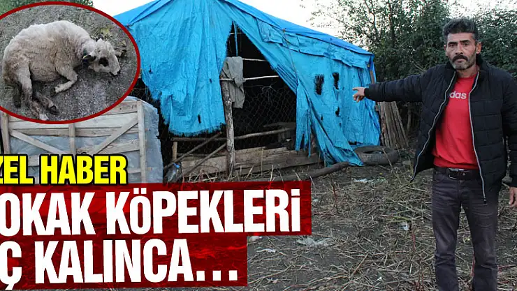 Sokak Köpekleri aç kalınca…