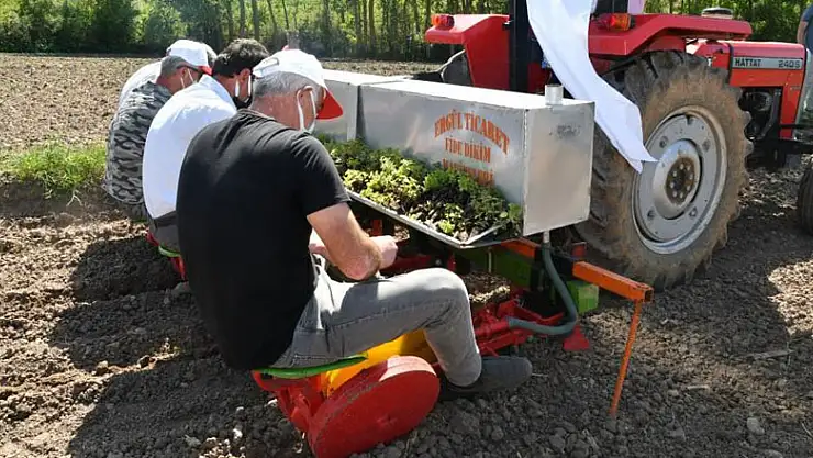 Samsun'da çiftçilere 74 ton yem bitkisi
