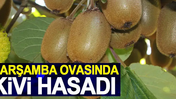 ÇARŞAMBA OVASINDA KİVİ HASADI
