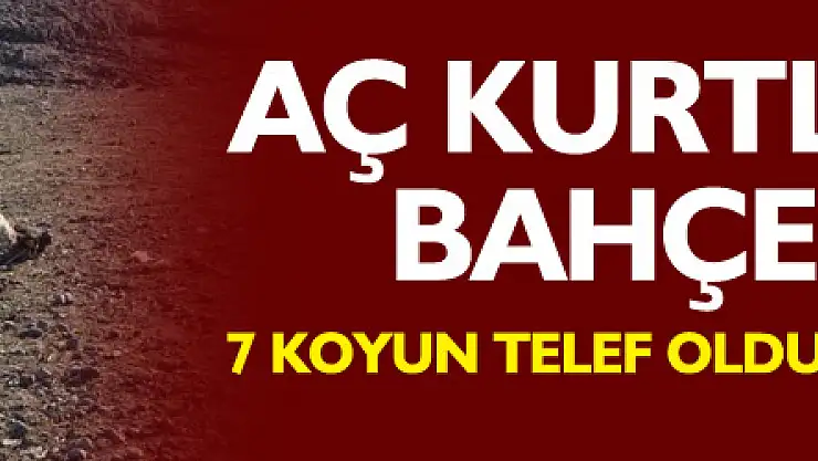 Aç kurtlar ağılın bahçesine girdi: 7 koyun telef oldu, 10 koyun yaralandı