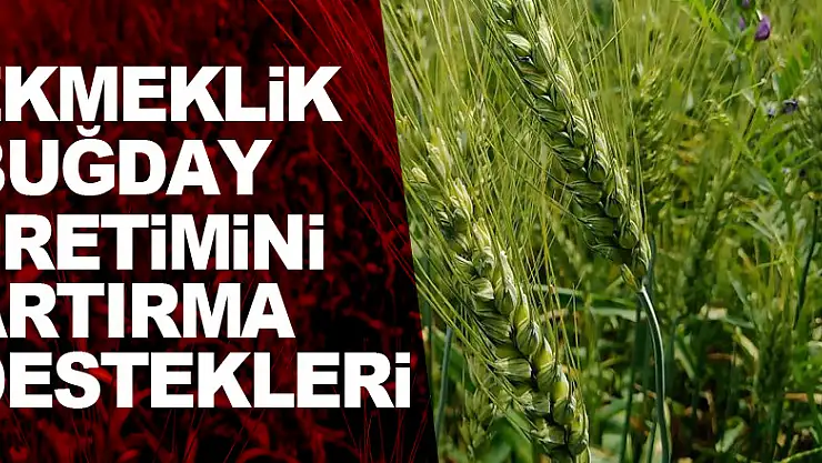 Türkiye'de ekmeklik buğday üretimini artırma destekleri