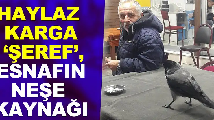 Haylaz karga 'Şeref', esnafın neşe kaynağı