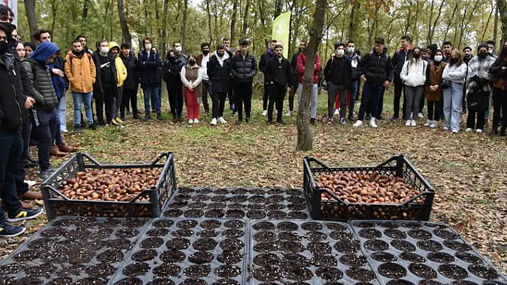 OMÜ Kurupelit Kampüsü'nde 'meşe palamutları' toprakla buluştu