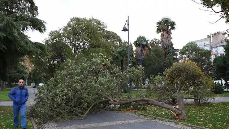 Samsun'da şiddetli fırtına: Çatılar uçtu, ağaçlar devrildi