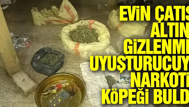 Evin çatısı altına gizlenmiş uyuşturucuyu narkotik köpeği buldu