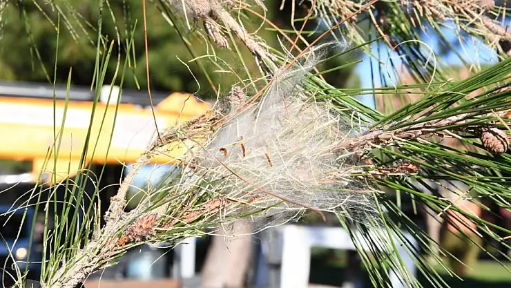 Çam kese böceği ile ilgili biyolojik mücadele