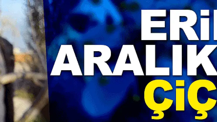 Samsun'da erik ağacı Aralık ayında çiçek açtı