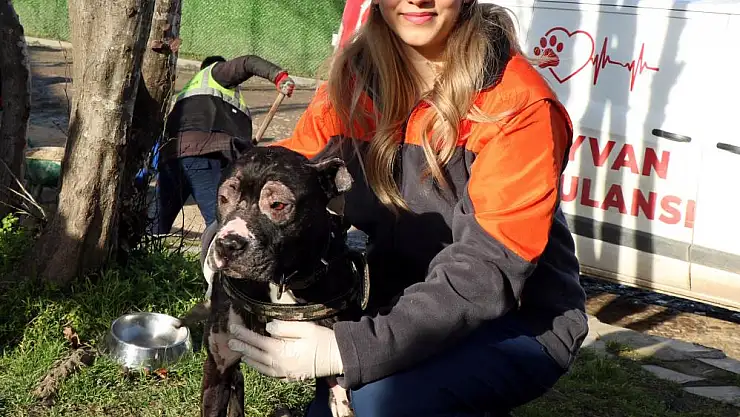 İtfaiyenin alevlerden kurtardığı köpek hayata tutundu