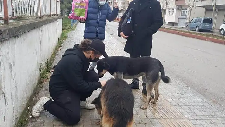 Öğrenciler sokak hayvanlarını besledi