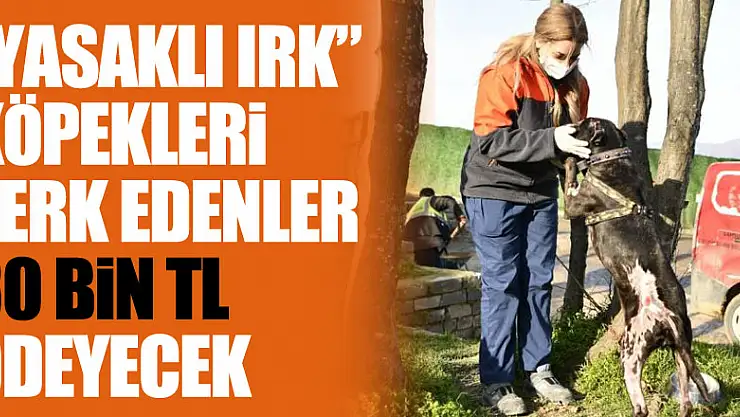 'Yasaklı ırk' köpekleri terk edenler 30 bin TL ödeyecek