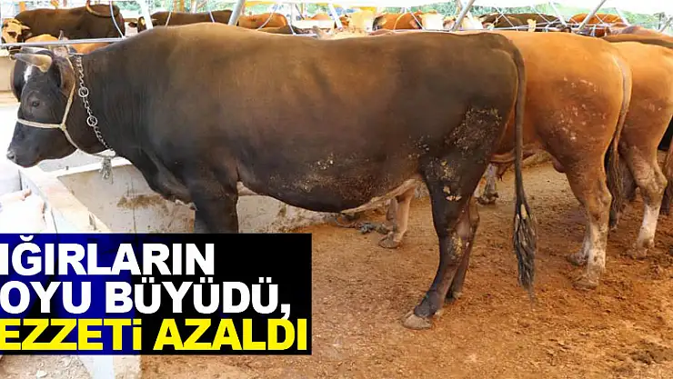 Sığırların boyu büyüdü, lezzeti azaldı